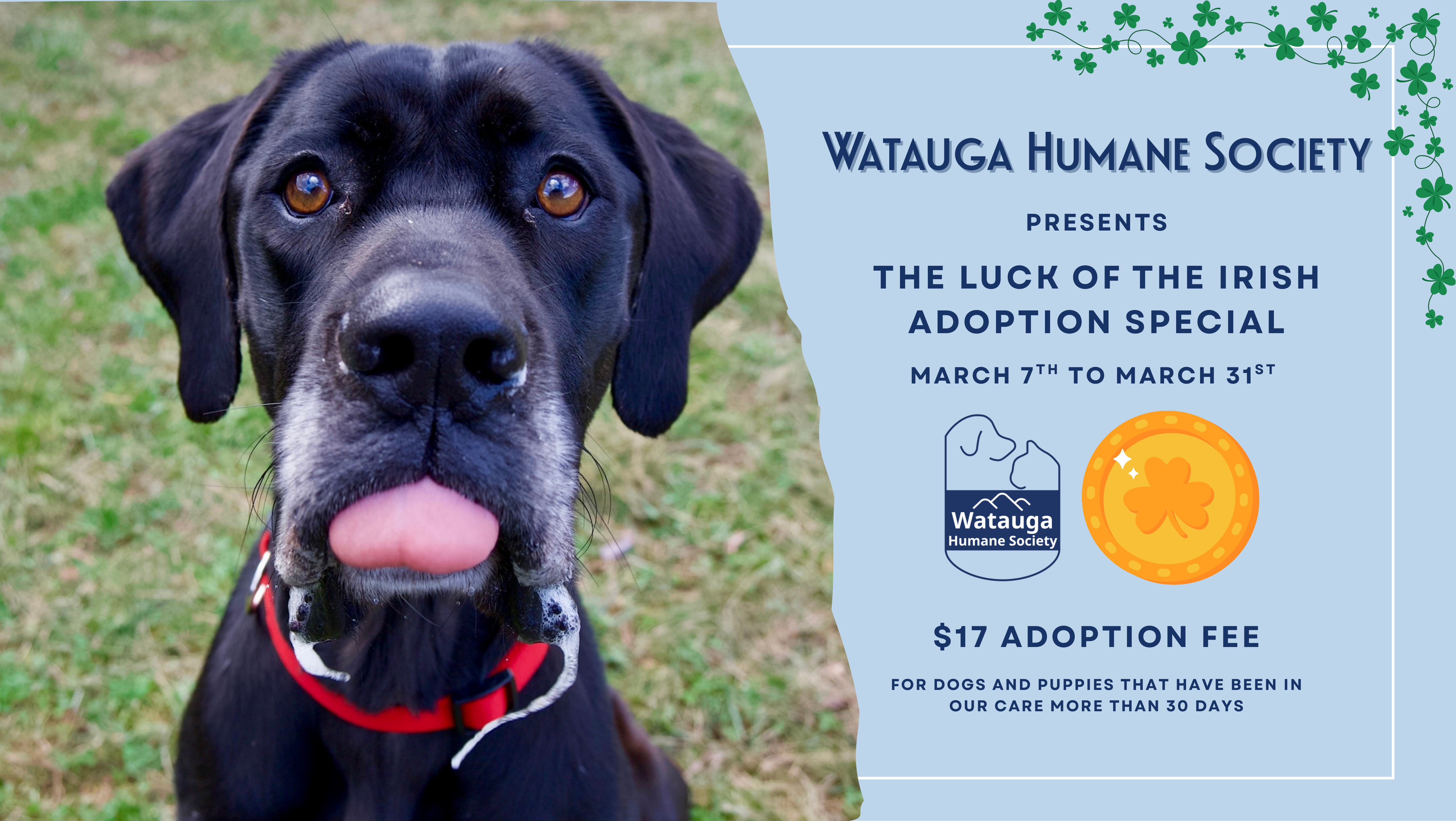 Luck of The Irish Adoption Special